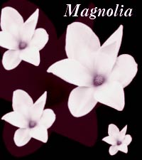 magnolia_final.jpg